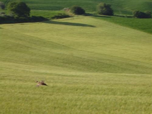 Agriturismo Il Colombaiolo Villa Pienza Esterno foto