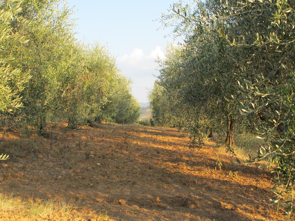 Agriturismo Il Colombaiolo Villa Pienza Esterno foto